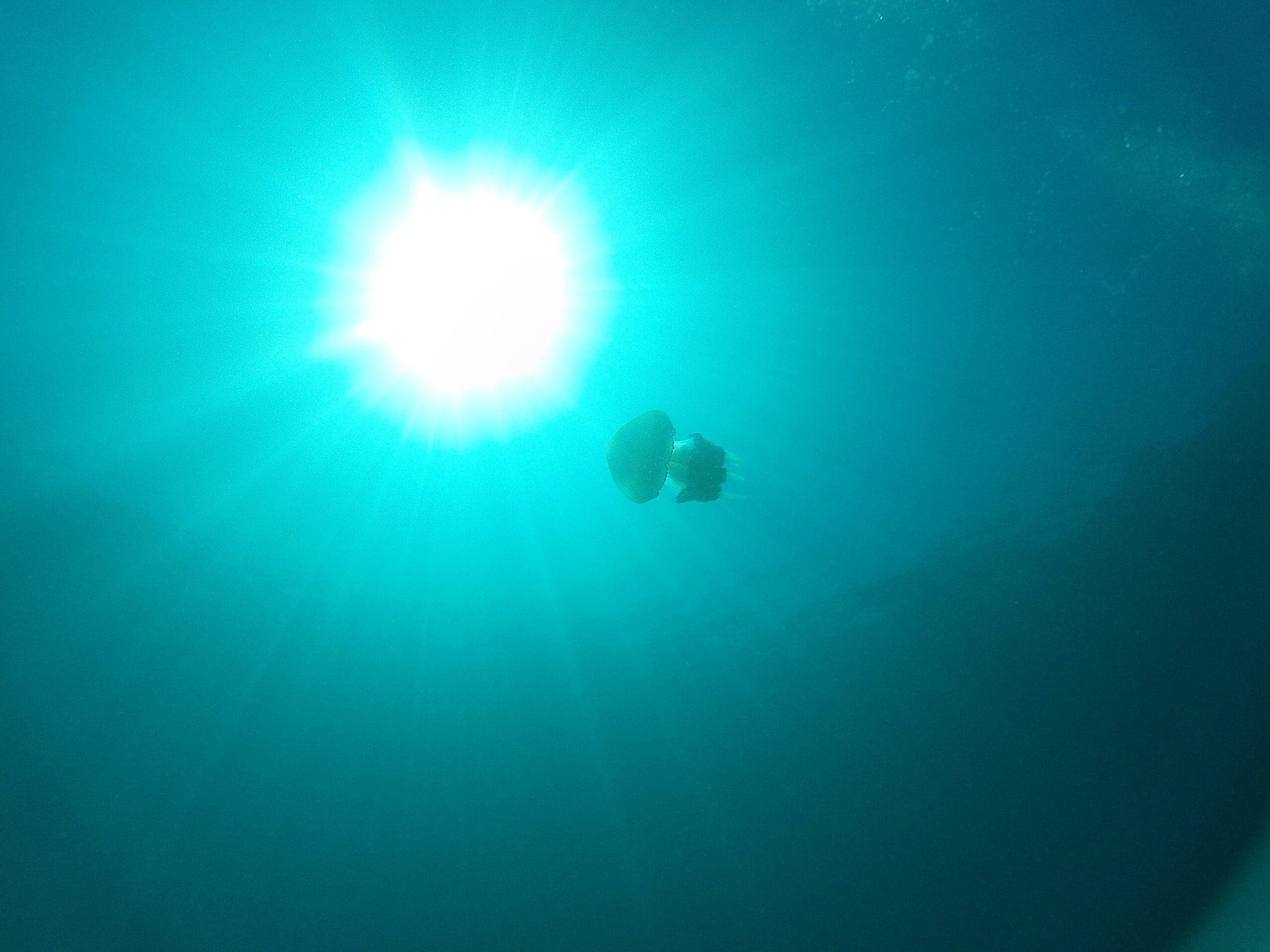 Tauchen in Rabac: Entdecke die Unterwasserwelt Istriens